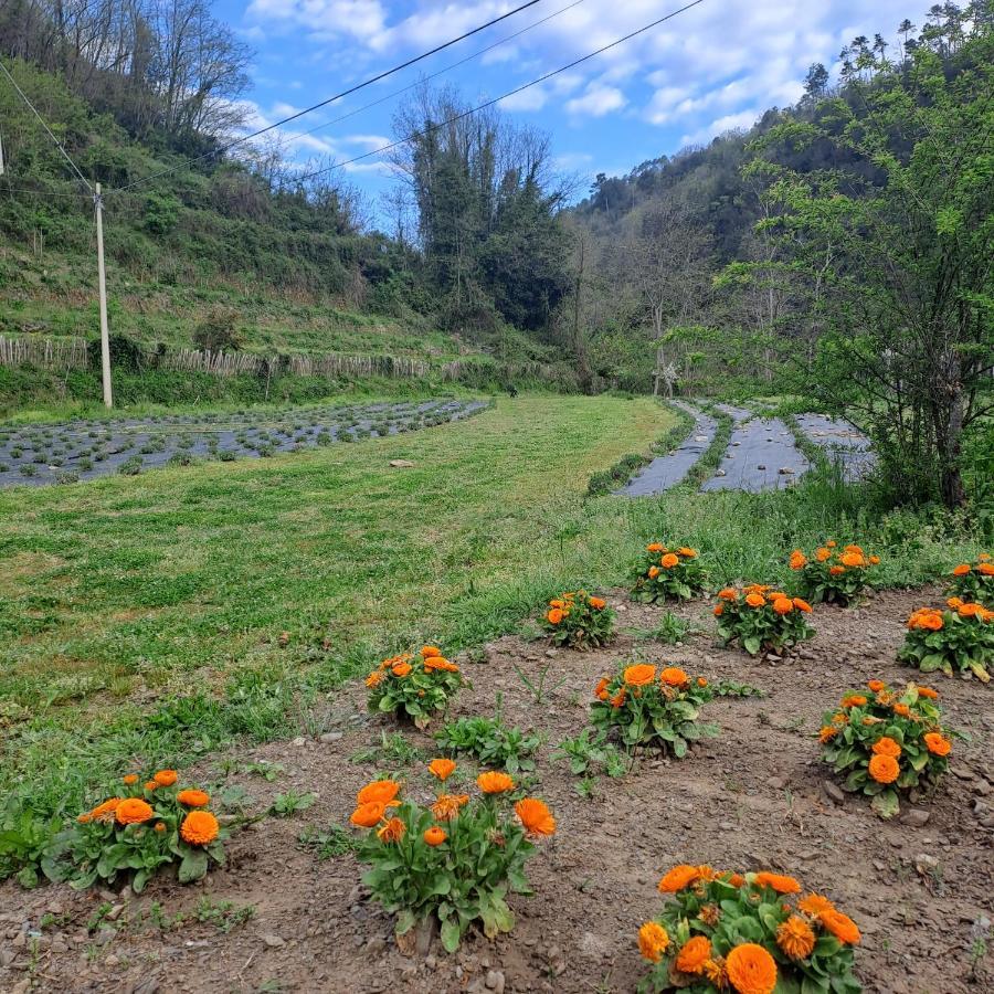 B&B La Casina Rosa La Spezia Valeriano Lunense Eksteriør billede